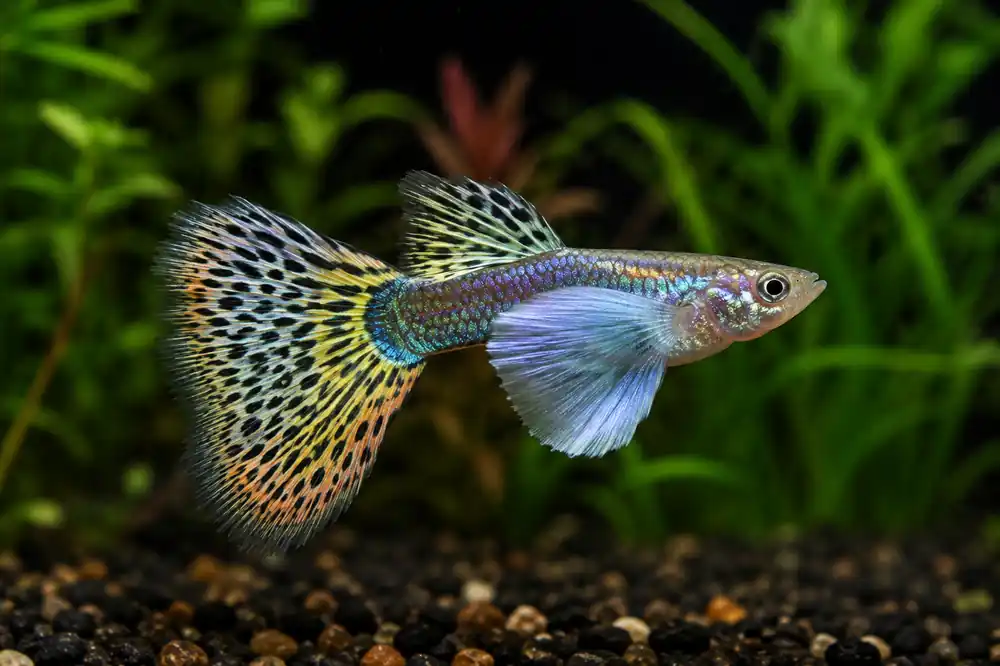 Dumbo Ear Guppy - Emark Tropical Imports