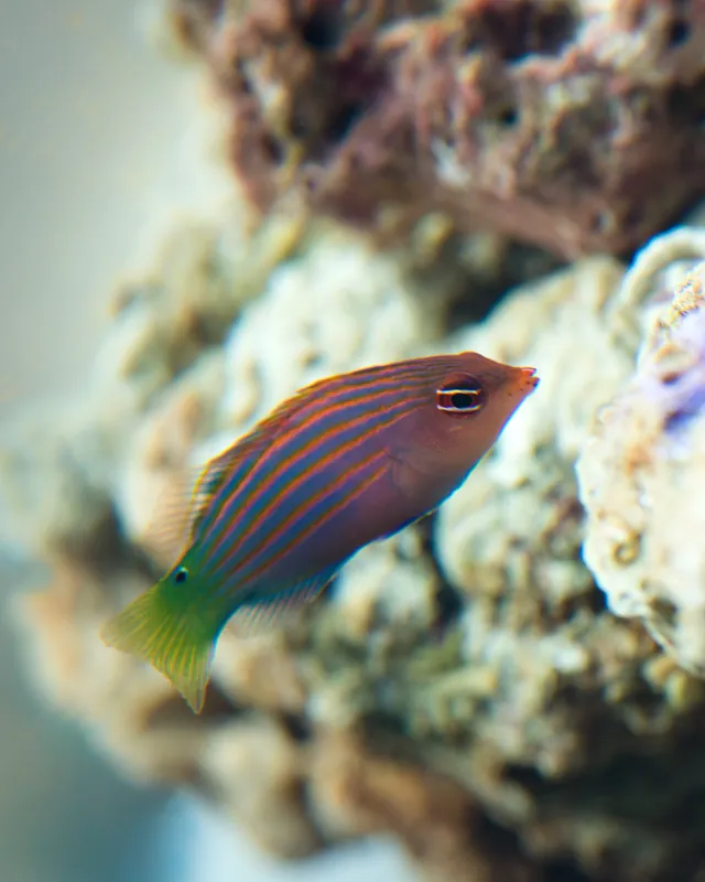 Six Line Wrasse - Natural Environment Aquatix