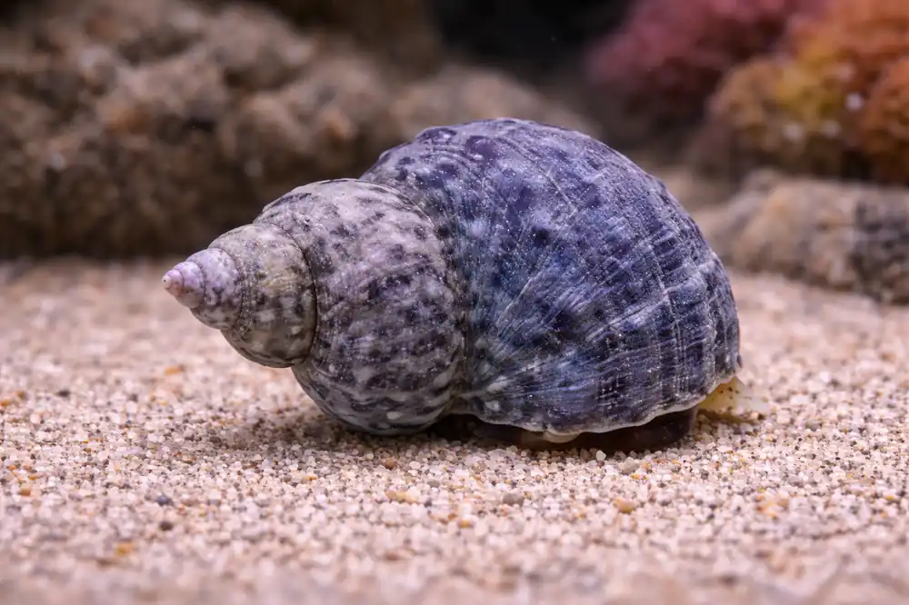 Mexican Turbo Snail - Natural Environment Aquatix