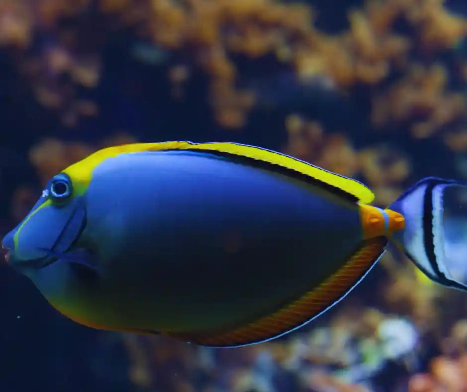 Blonde Naso Tang - Natural Environment Aquatix