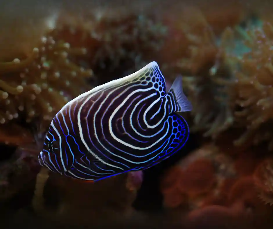 Emperor Angelfish - Natural Environment Aquatix