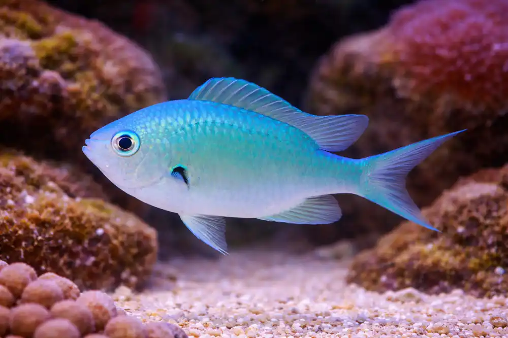Green Reef Chromis - Natural Environment Aquatix