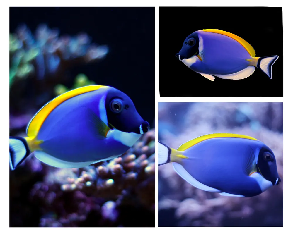 Powder Blue Tang - Natural Environment Aquatix