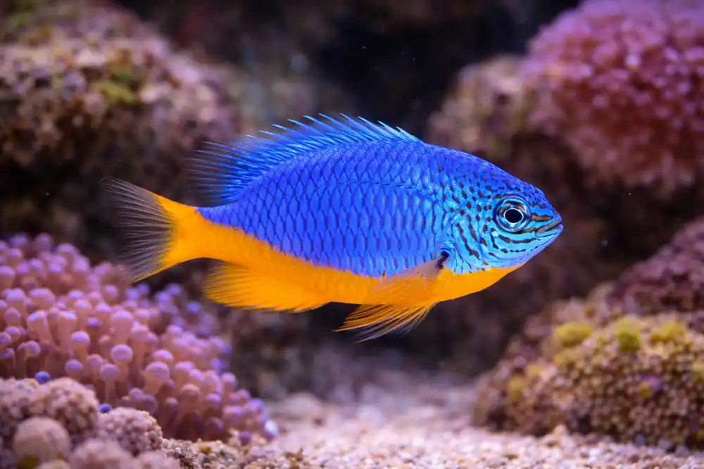 Kupang Damselfish - Natural Environment Aquatix