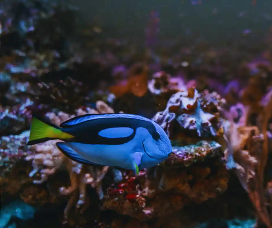 Blue Tang - Natural Environment Aquatix