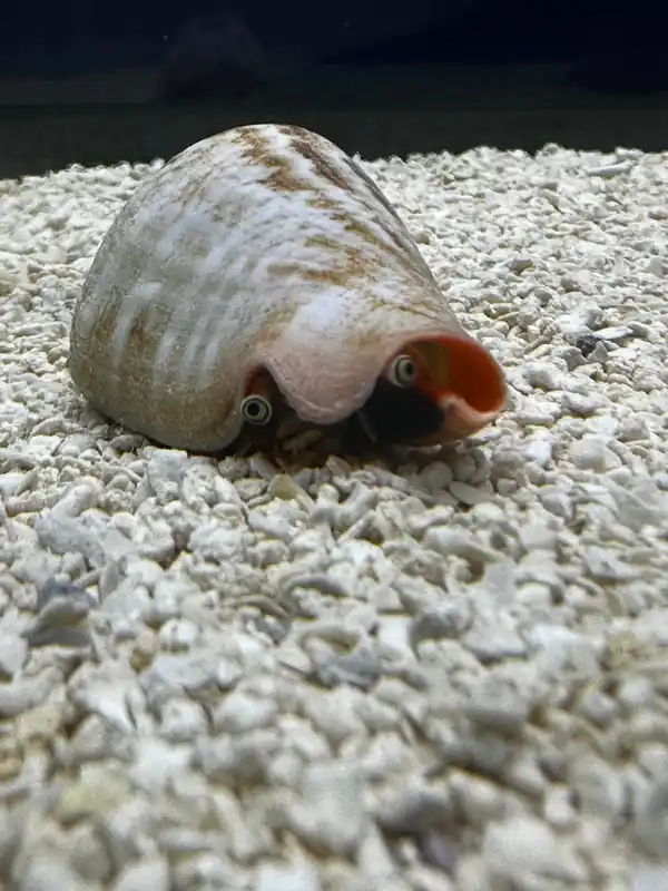 Orange lip conch (RS) - Natural Environment Aquatix