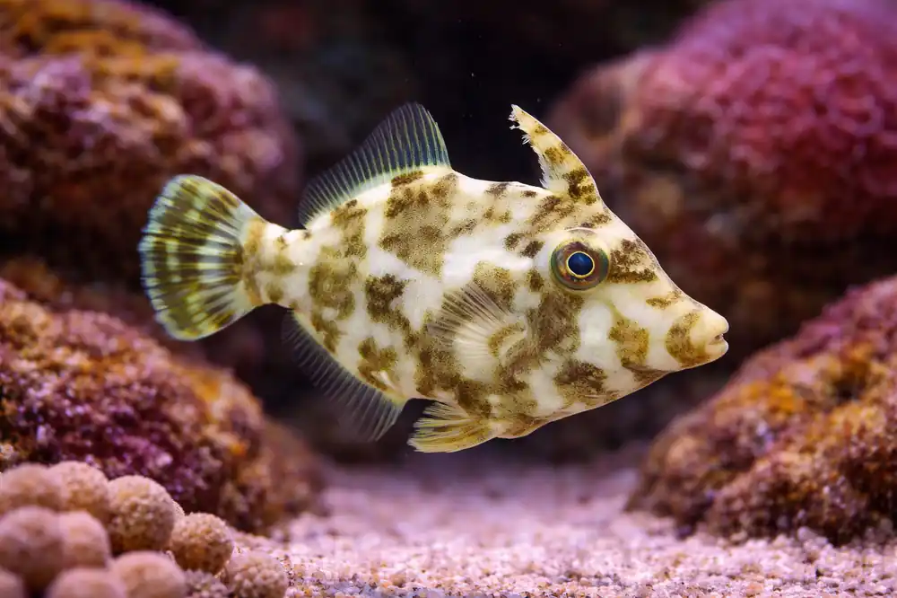 Aiptasia Eating Filefish - Natural Environment Aquatix