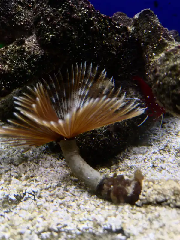 Feather duster worm (RS) - Natural Environment Aquatix