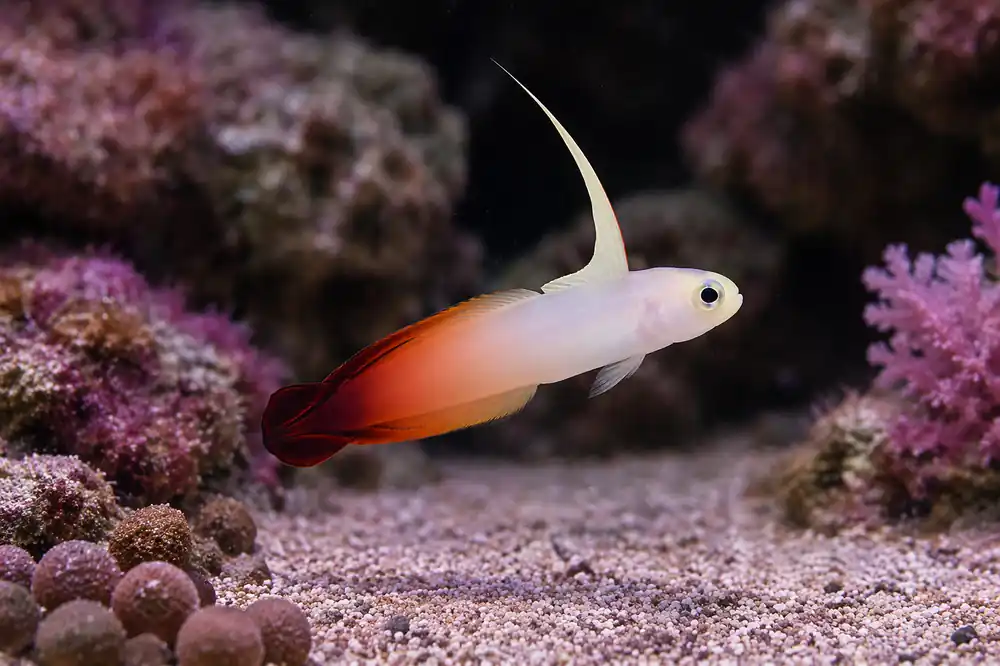 Firefish Goby - Natural Environment Aquatix