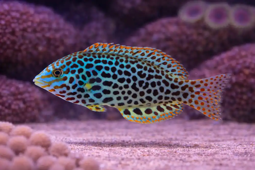 Leopard Wrasse - Natural Environment Aquatix