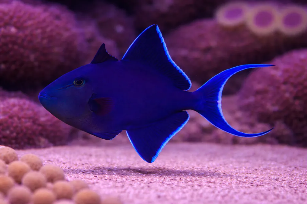 Niger Triggerfish - Natural Environment Aquatix