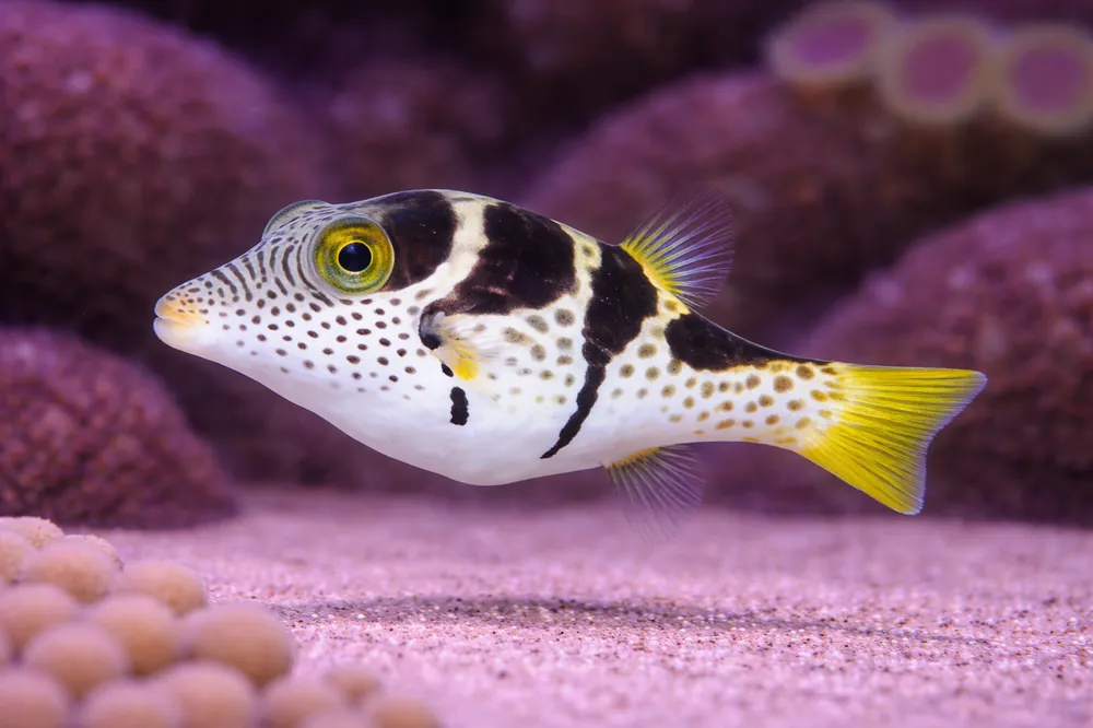 Valentini Puffer - Natural Environment Aquatix