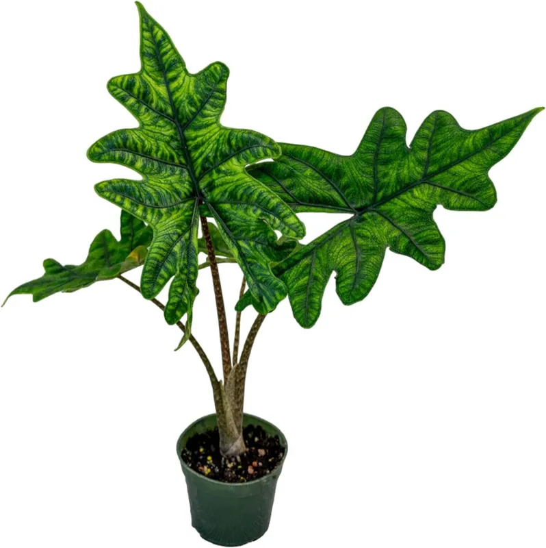 Alocasia Jacklyn 4 inch Grower Pot - Arcadia Garden Products