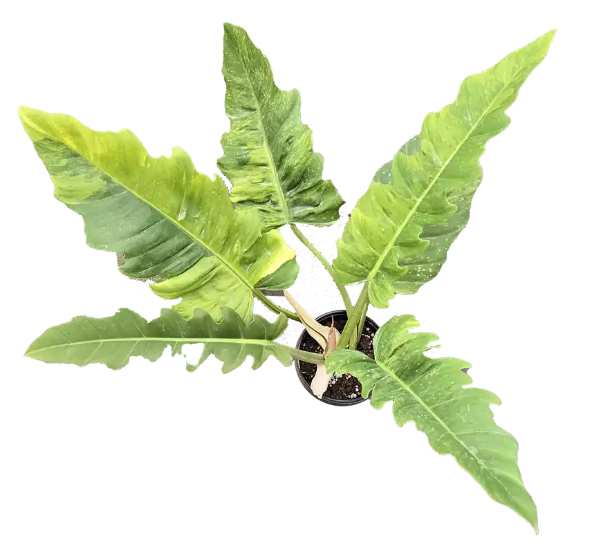 Philodendron Jungle Boogie 4 inch Grower Pot - Arcadia Garden Products