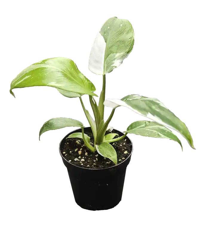 Philodendron White Wizard 4 inch Grower Pot - Arcadia Garden Products
