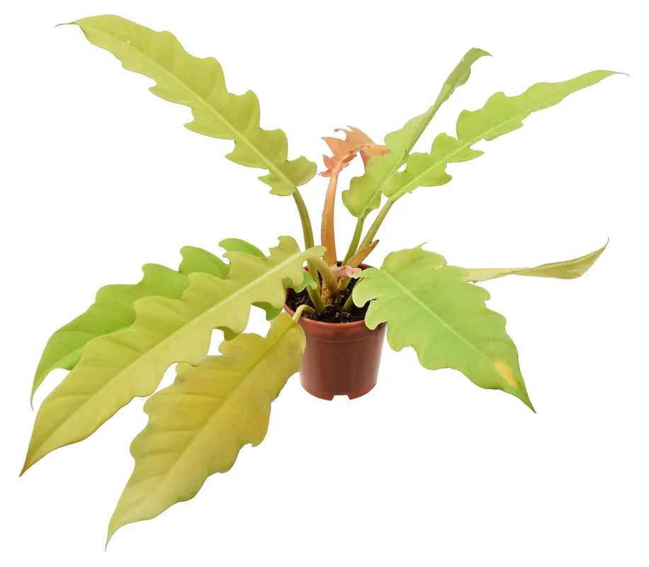 Philodendron Golden Crocodile 4 inch Grower Pot - Arcadia Garden Products