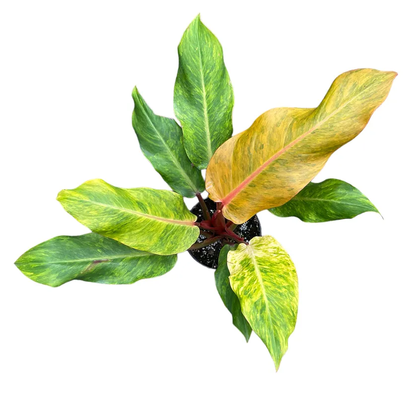 Philodendron Orange Marmalade 4 inch Grower Pot - Arcadia Garden Products