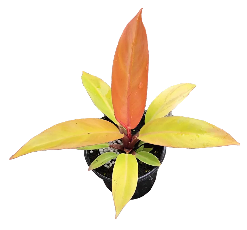 Philodendron Prince of Orange 4 inch Grower Pot - Arcadia Garden Products