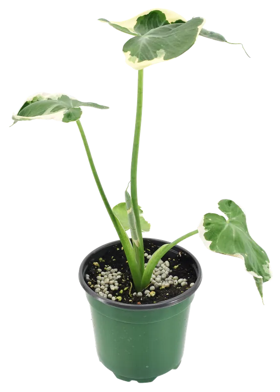 Alocasia Mickey Mouse 4 inch Grower Pot - Arcadia Garden Products