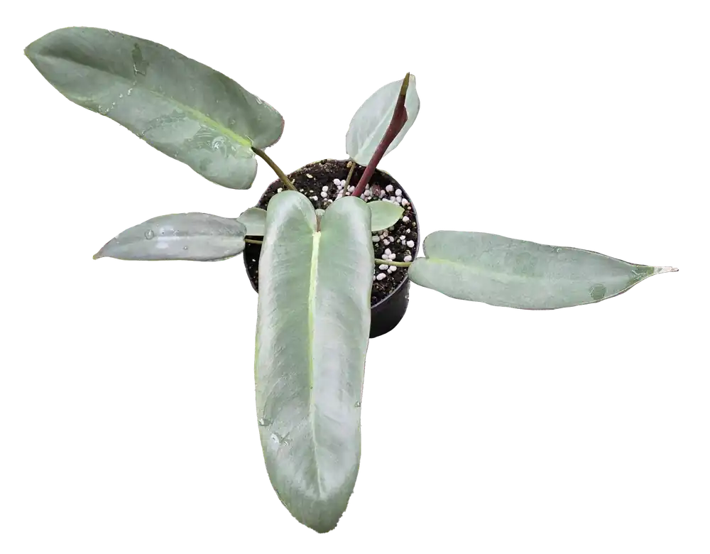 Philodendron Atabapoense 4 inch Grower Pot - Arcadia Garden Products