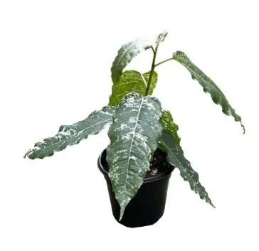 Ficus Aspera 4 inch Grower Pot - Arcadia Garden Products
