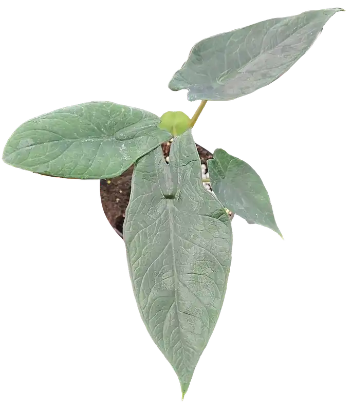 Alocasia Scalprum 4 inch Grower Pot - Arcadia Garden Products