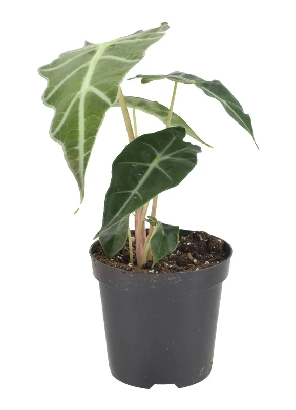 Alocasia Polly 4 inch Grower Pot - Arcadia Garden Products