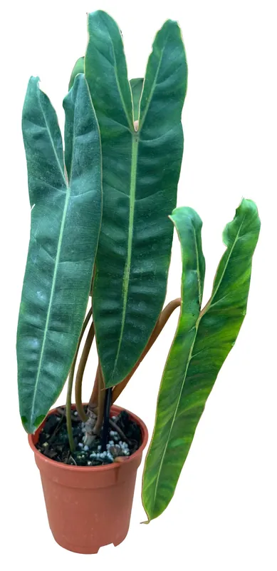 Philodendron Billitiae Green 4 inch in Grower Pot - Arcadia Garden Products