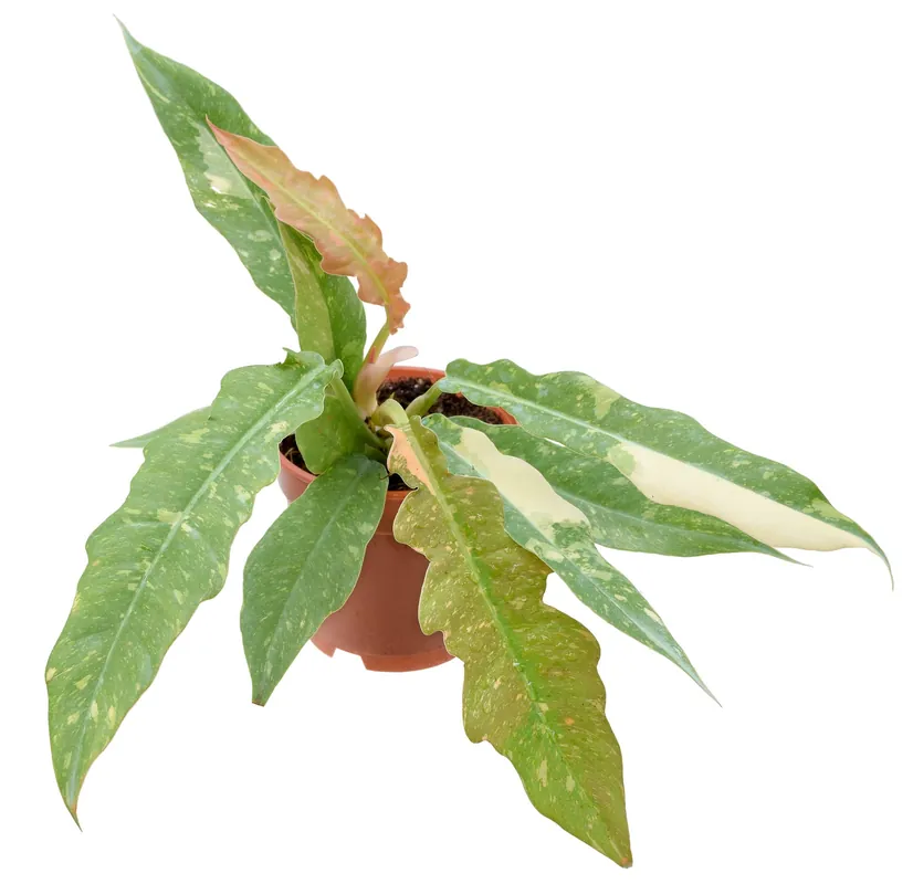 Philodendron Ring of Fire 4 inch Grower Pot - Arcadia Garden Products