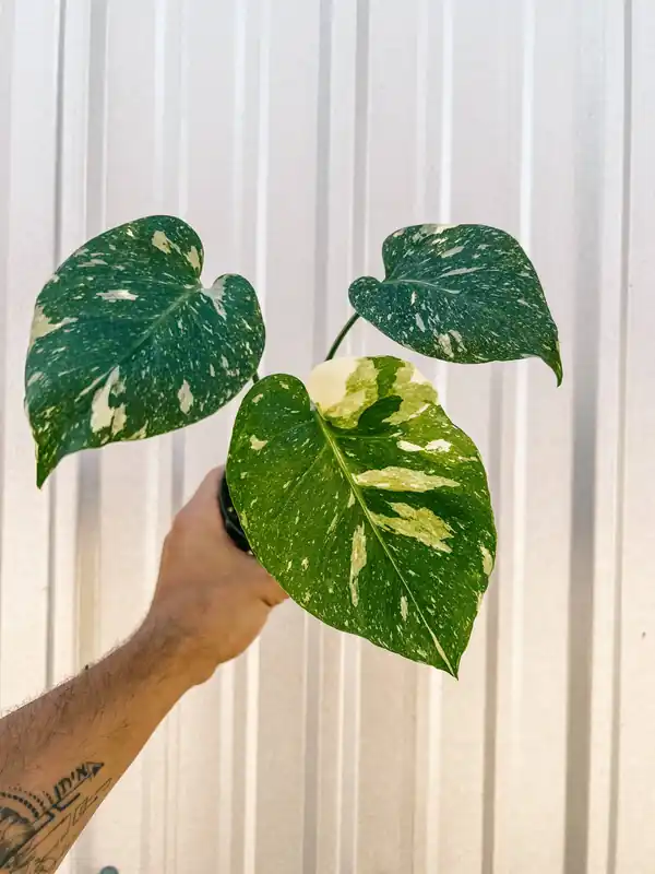 Monstera 'Thai Constellation' - BWH Plant Co