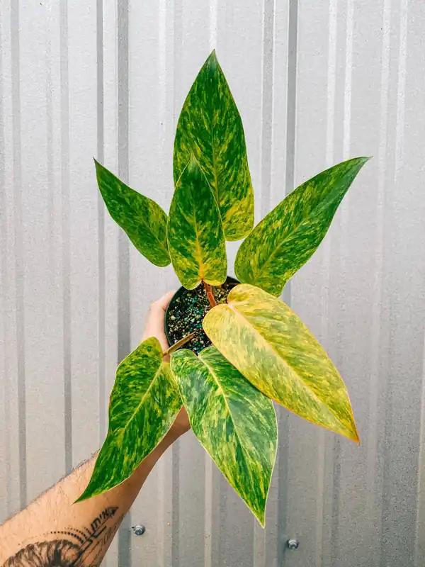 Philodendron 'Painted Lady' - BWH Plant Co