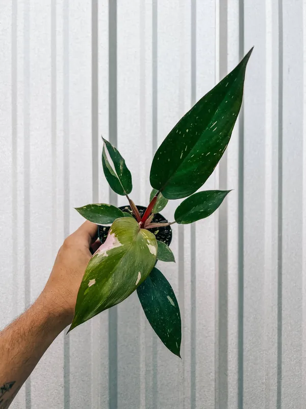 4" Philodendron 'Pink Princess' - BWH Plant Co