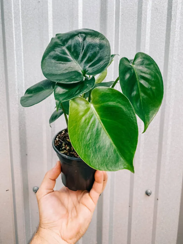 4" Monstera ‘Deliciosa' - BWH Plant Co
