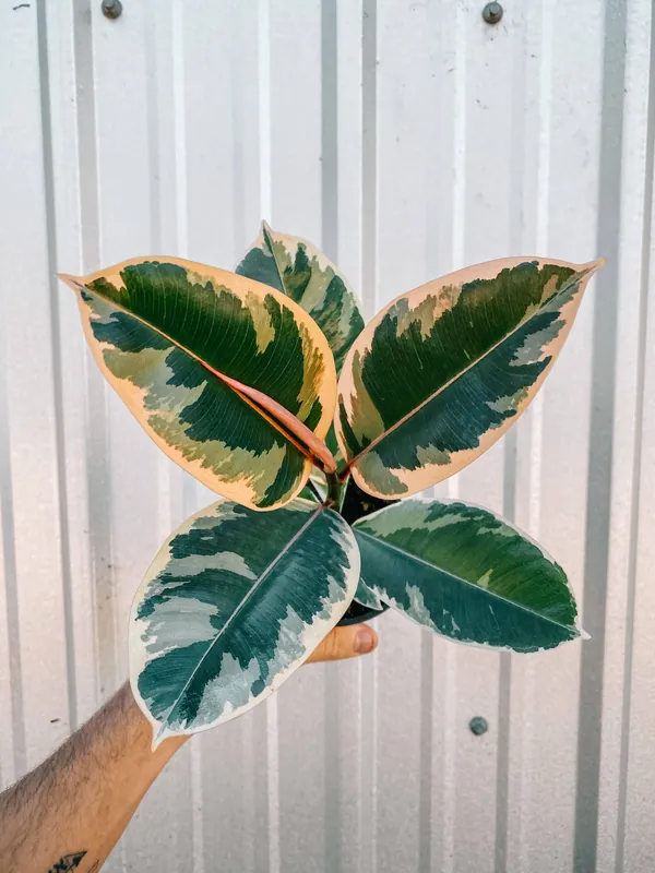 4" Ficus ‘Tineke’ - BWH Plant Co