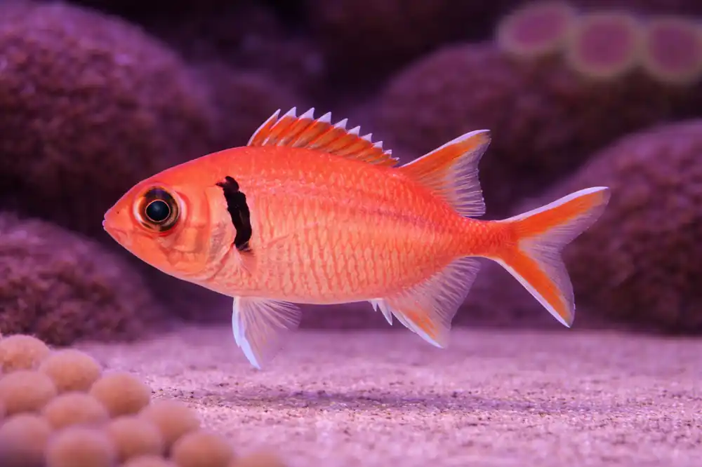 Big Eye Soldierfish - Natural Environment Aquatix