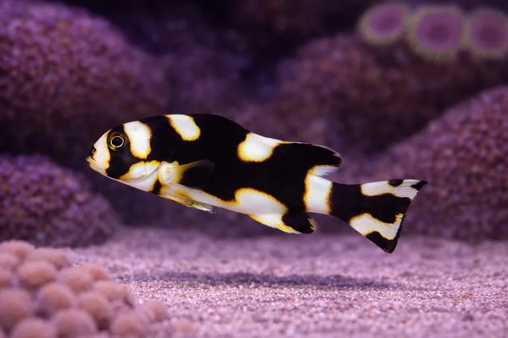 Oriental Sweetlips - Natural Environment Aquatix