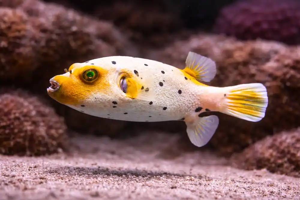Dog Face Pufferfish - Natural Environment Aquatix