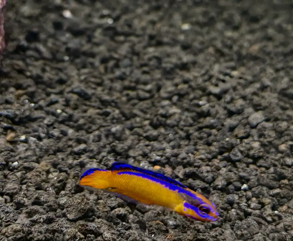 Neon Dottyback - Natural Environment Aquatix