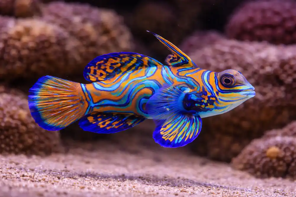 Green Mandarin Goby - Natural Environment Aquatix