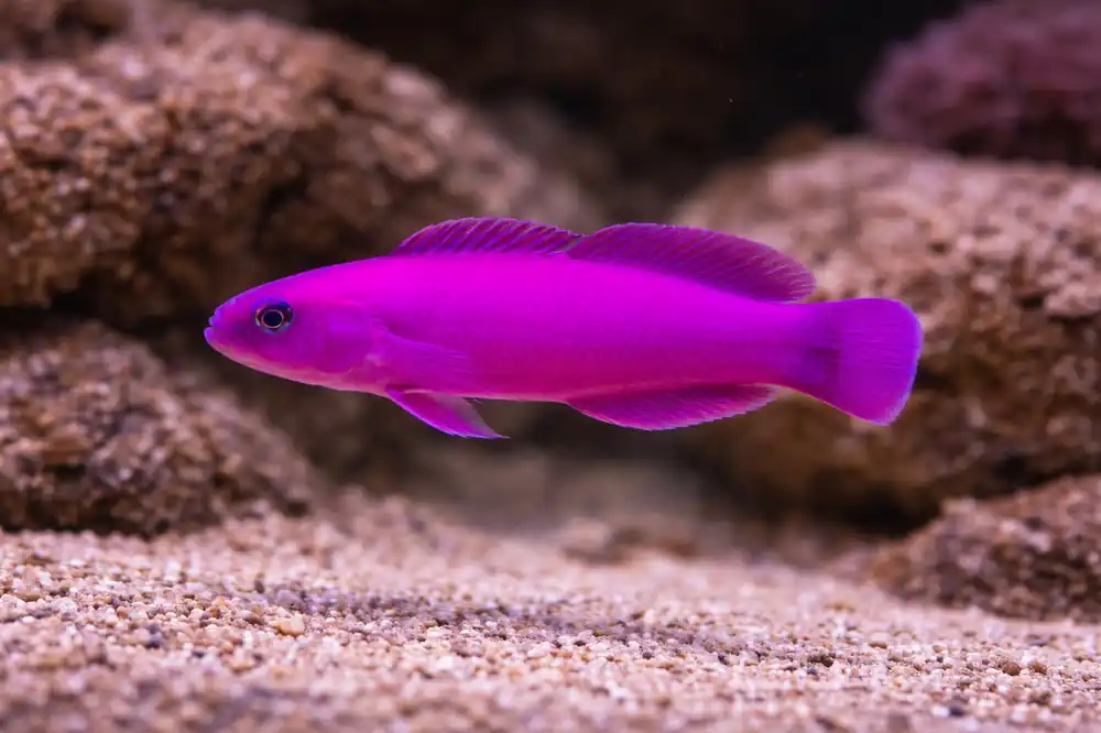 Orchid Dottyback - Natural Environment Aquatix