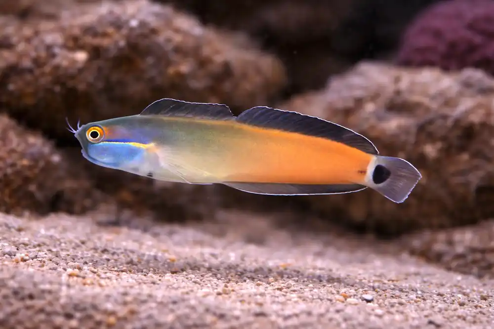 Tailspot Blenny - Natural Environment Aquatix