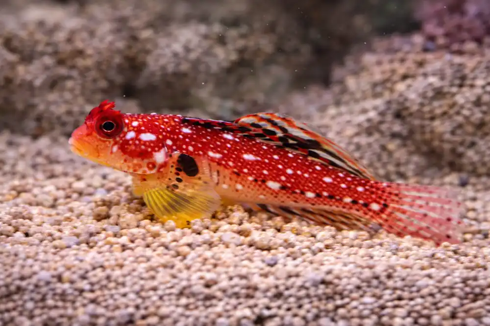 Red Dragonet - Natural Environment Aquatix