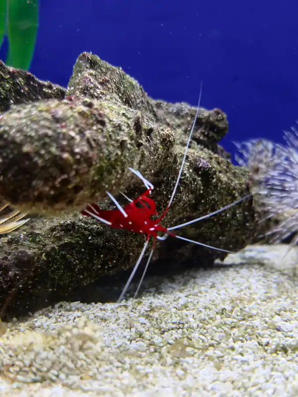 Fire Shrimp - Natural Environment Aquatix