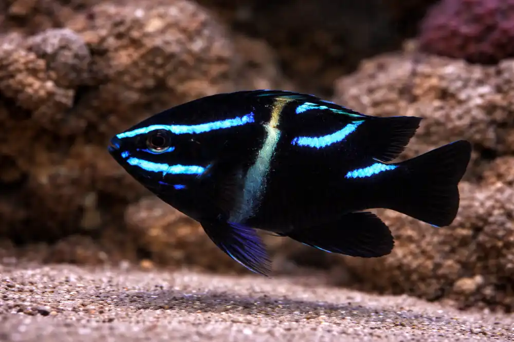 Blue Velvet Damselfish - Natural Environment Aquatix