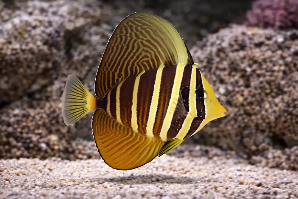 Sailfin Tang - Natural Environment Aquatix