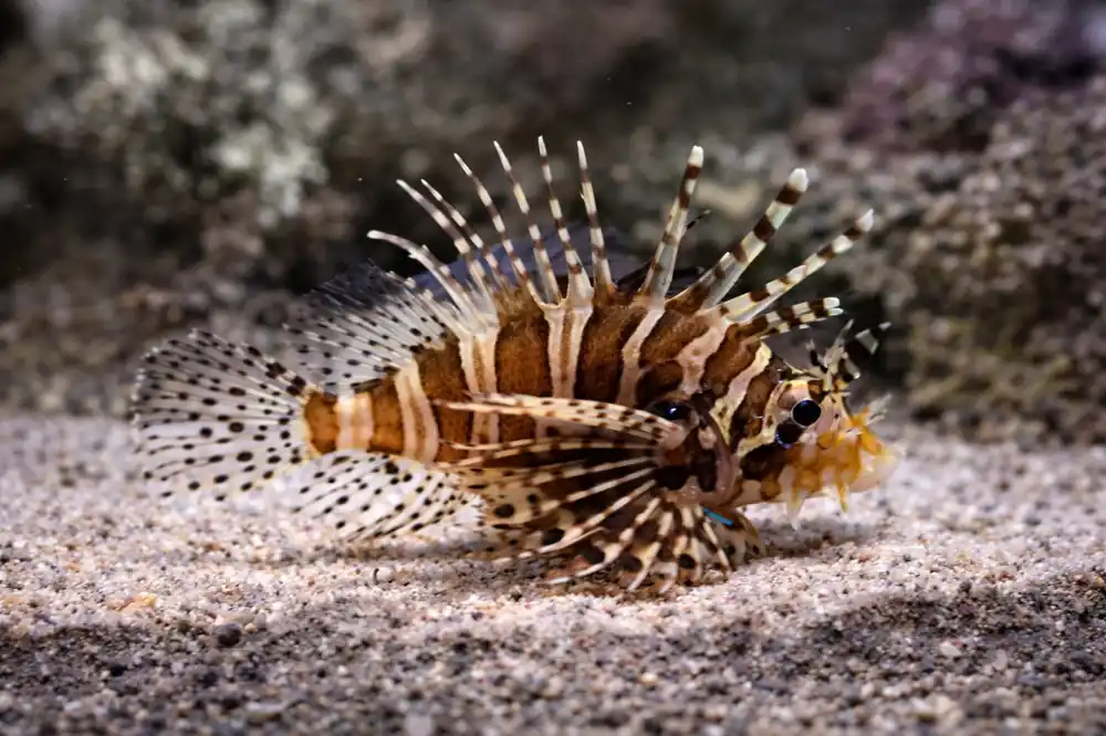 Zebra Lionfish - Natural Environment Aquatix