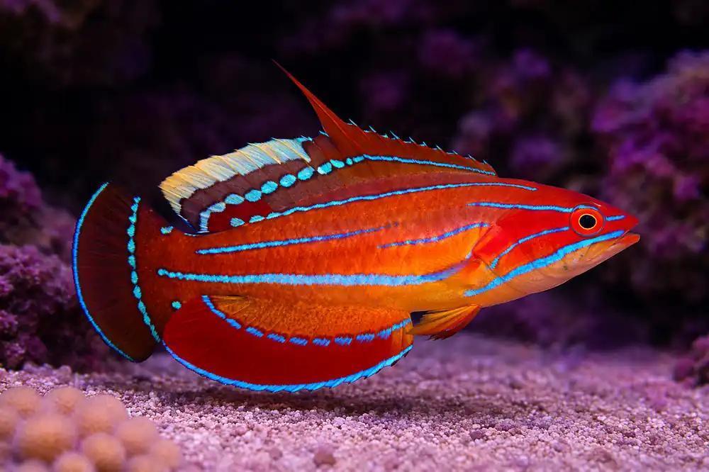 Flasher Wrasse - Natural Environment Aquatix