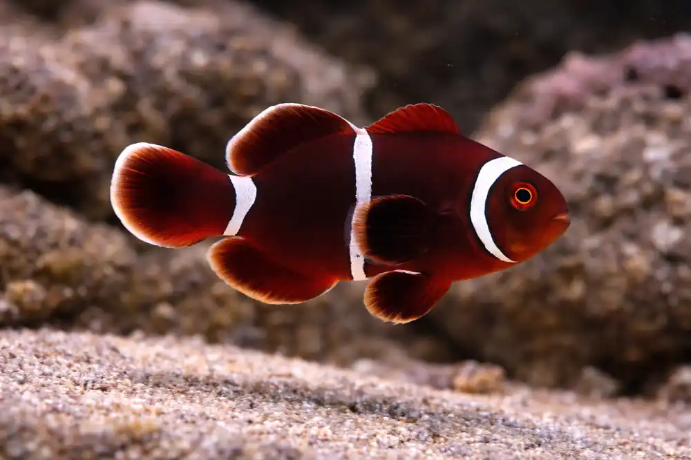 Maroon Clownfish - Natural Environment Aquatix
