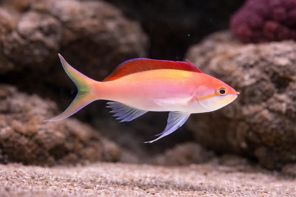 Dispar Anthias - Natural Environment Aquatix