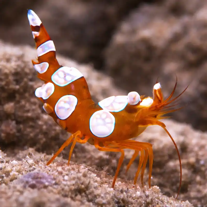 Sexy Shrimp - Natural Environment Aquatix